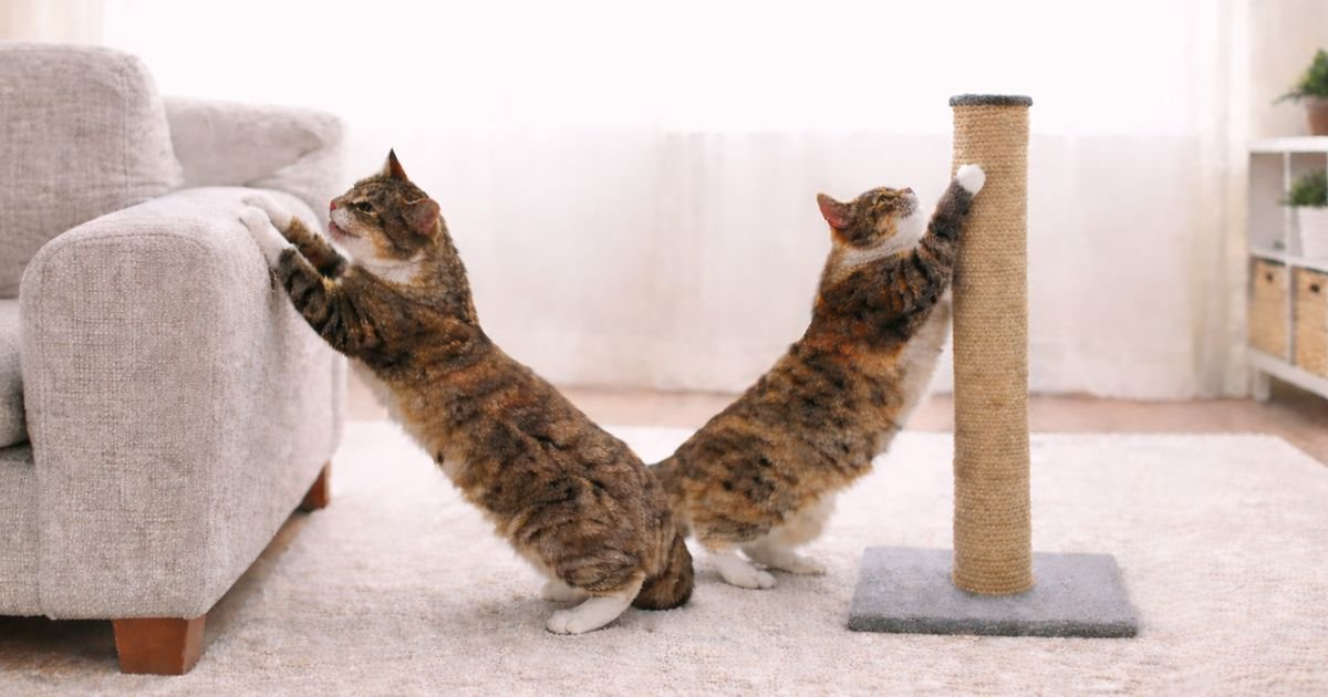 Cat Scratching Furniture.