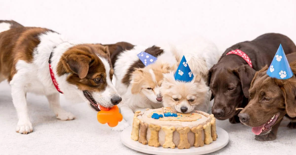 How to Throw the Ultimate Dog Birthday Party