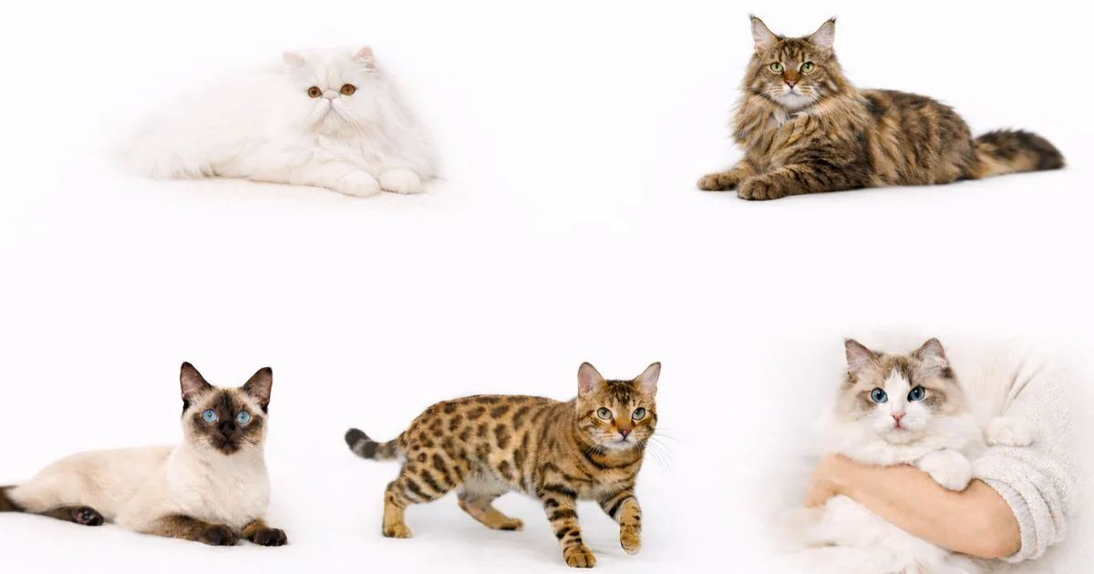 Most Popular Cat Breeds