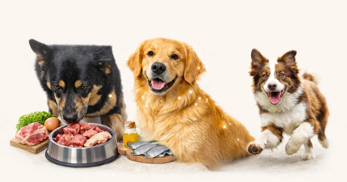 The Benefits of Raw Food Diets for Dogs